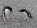 antarktida-2007_10-parek-tucnaku-krouzkovych[1]
