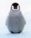 penguin-chick[1]